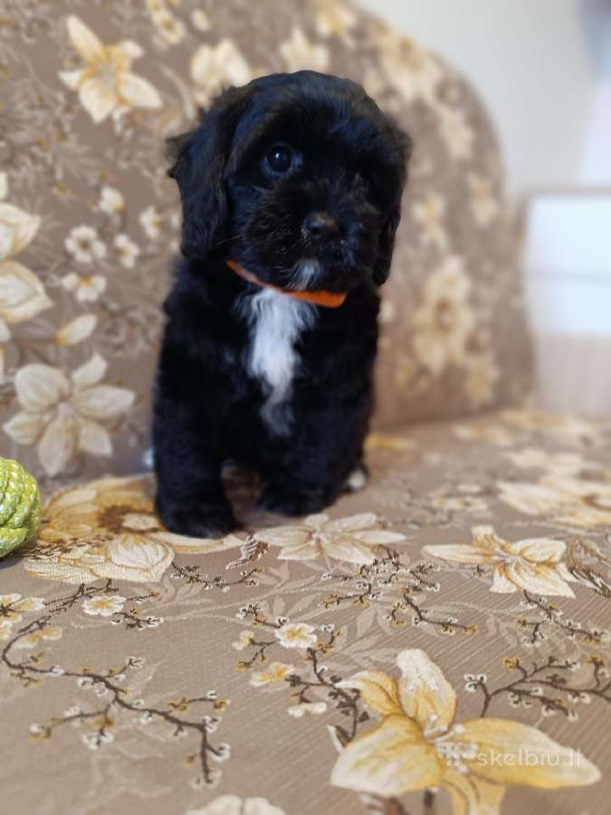 Cavapoo - nuotraukos Nr. 15