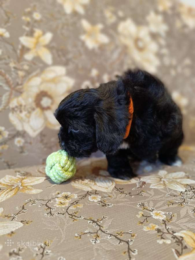 Cavapoo - nuotraukos Nr. 16