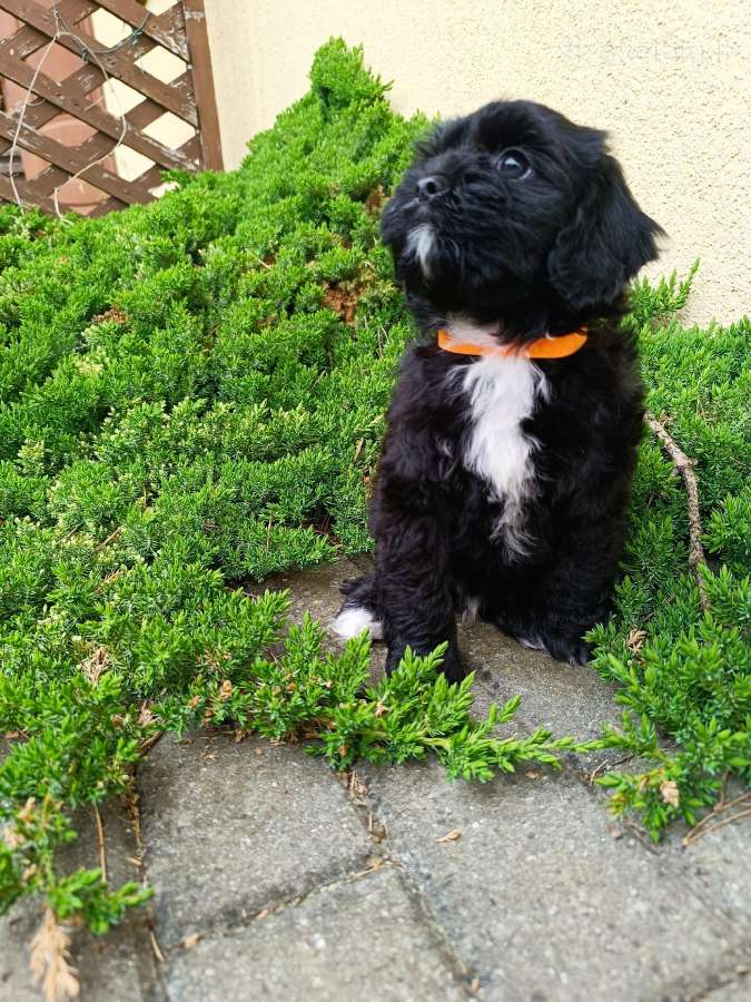 Cavapoo - nuotraukos Nr. 17