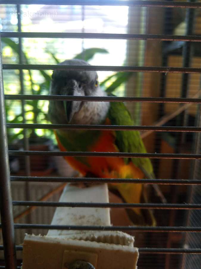 Senegalo papūgos .