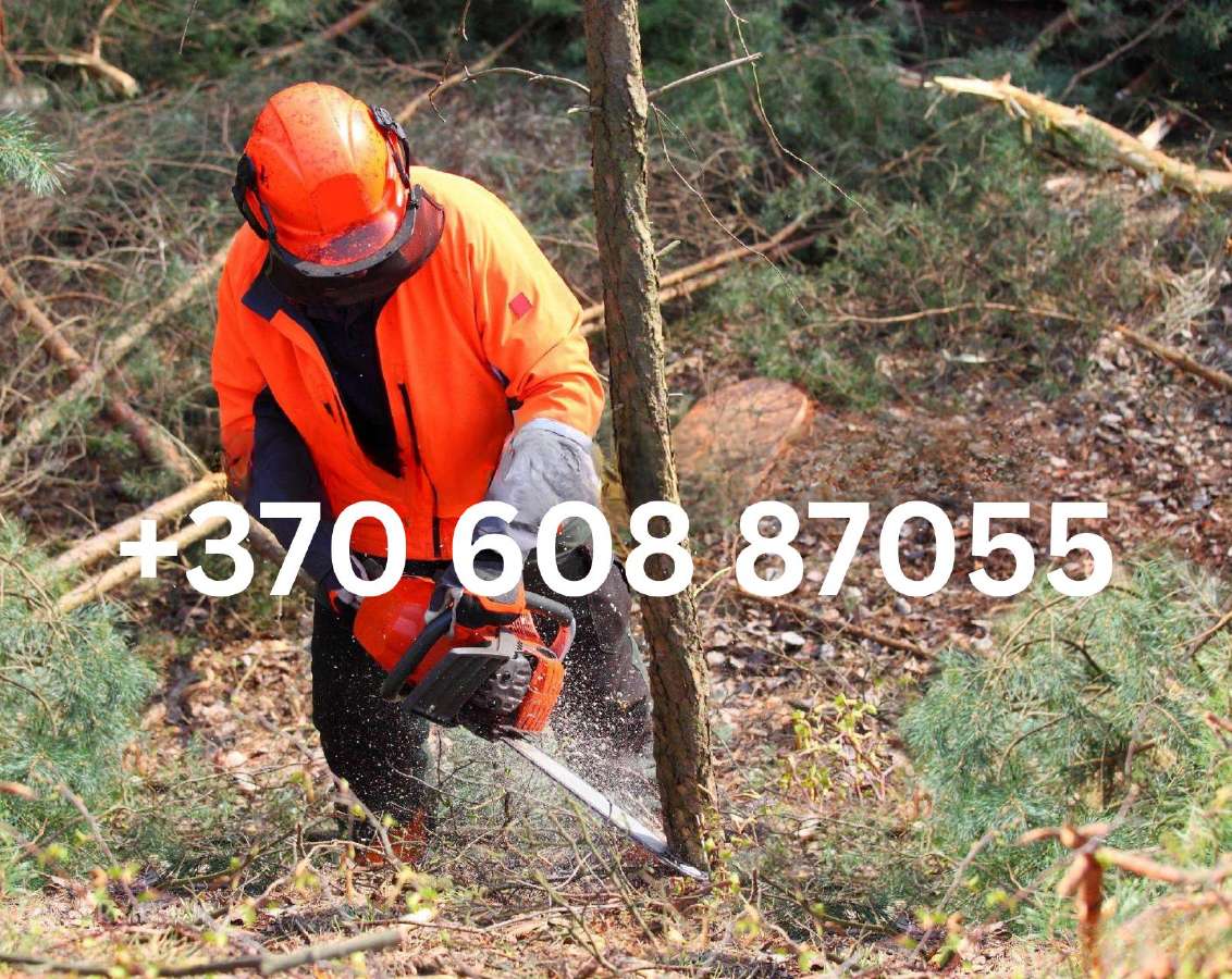 Šakų, Medienos Išvežimas, Sunkvežimis (30m3) - nuotraukos Nr. 17