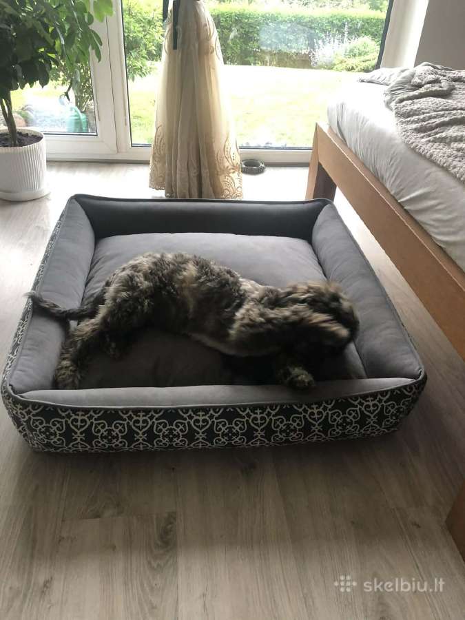 Cavapoo (Kavapoo) suniukas