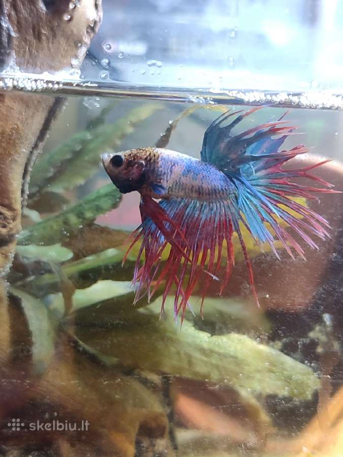 Crowntail gaidelis / betta fish