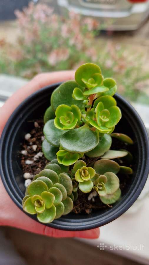 Sedum makinoi