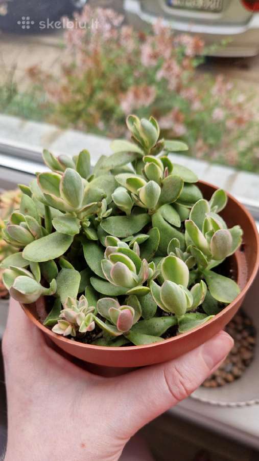 Crassula swaziensis variegata