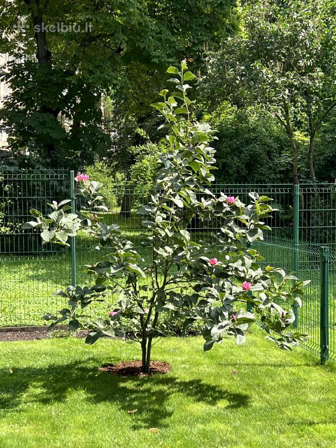 Magnolija