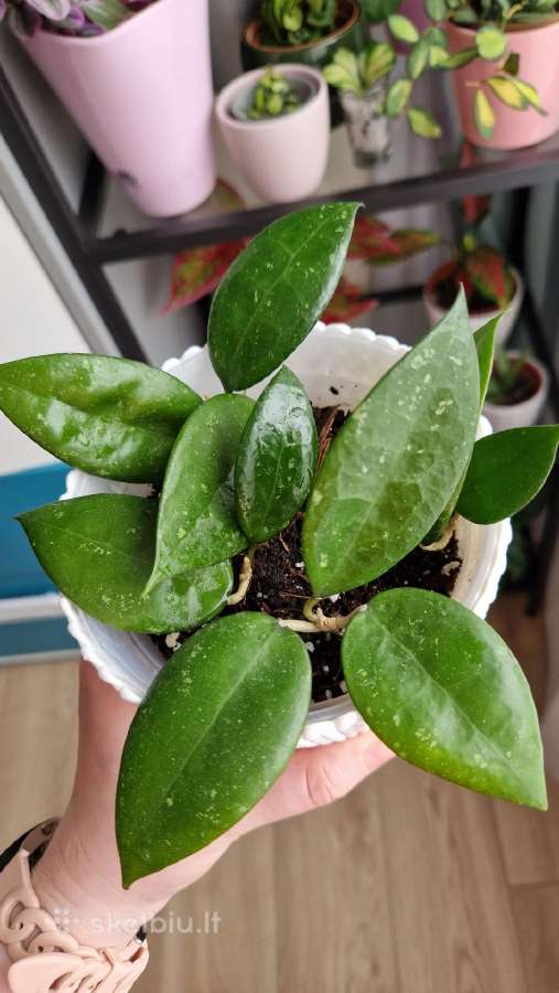 Hoya parasitica black margin