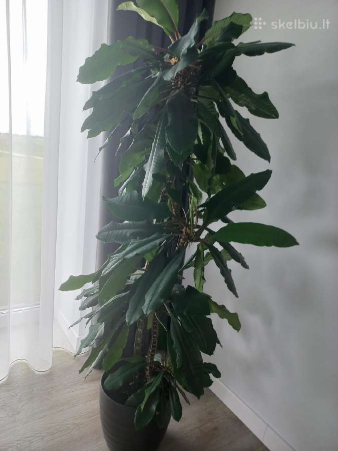 Baltagyslė karpažolė (Euphorbia leuconeura)