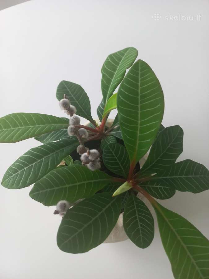 Baltagyslė karpažolė (Euphorbia leuconeura) - nuotraukos Nr. 9