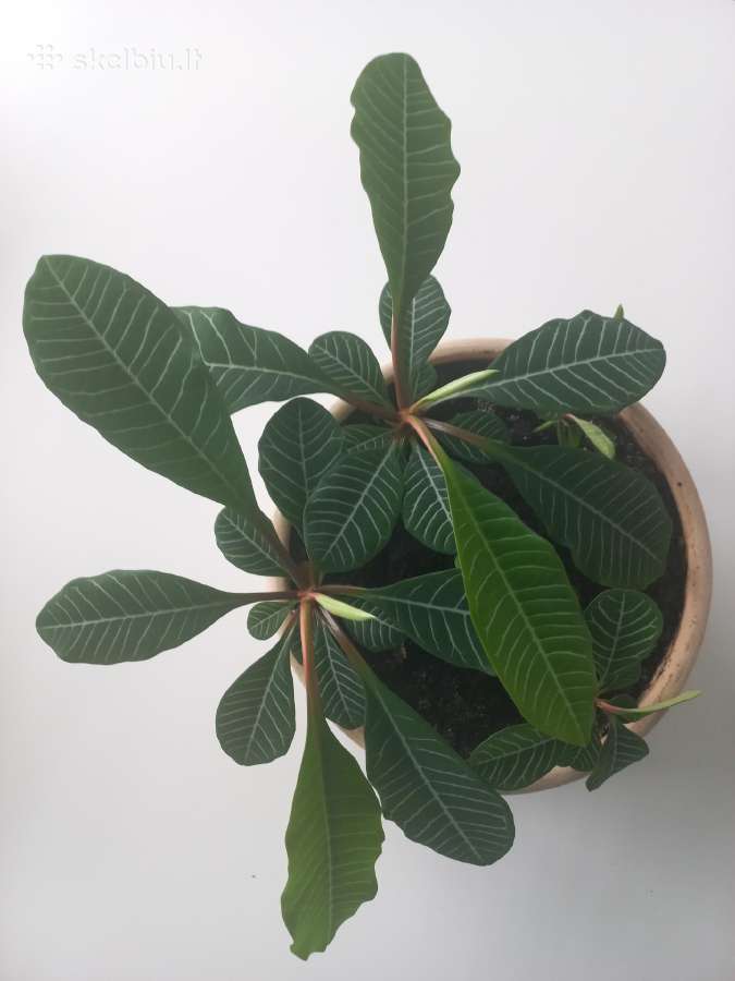 Baltagyslė karpažolė (Euphorbia leuconeura) - nuotraukos Nr. 10