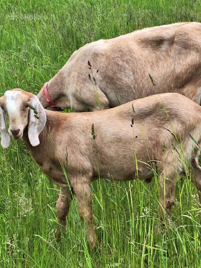 Parduodamas ožiukas - nuotraukos Nr. 8