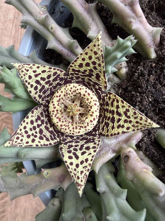 Stapelia Variegata