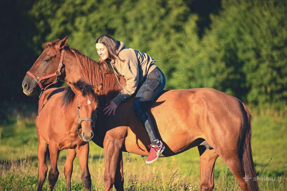 Parduodama 8 metų kumelinga kumelė - nuotraukos Nr. 3