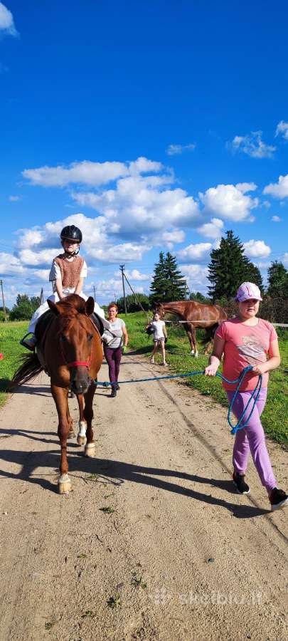 Parduodama 8 metų kumelinga kumelė - nuotraukos Nr. 9