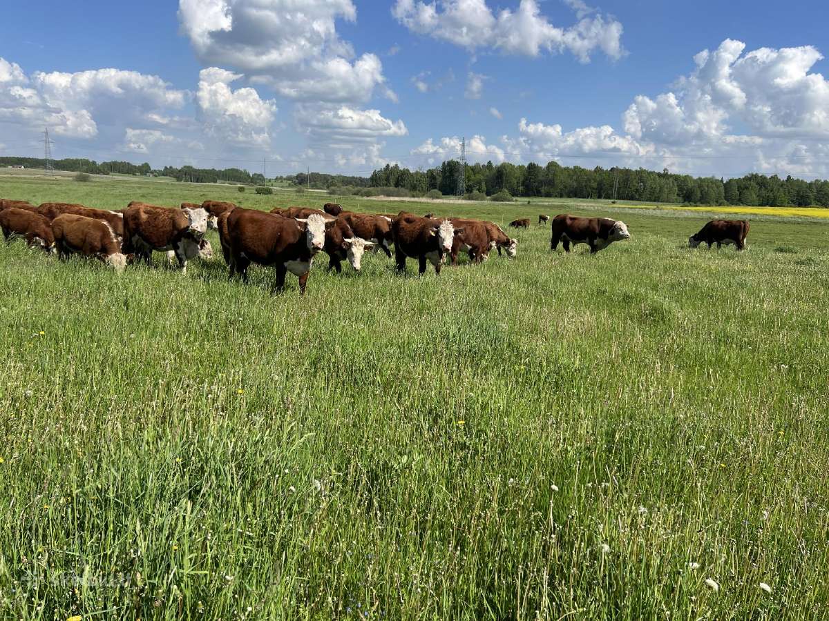 Hereford - nuotraukos Nr. 2