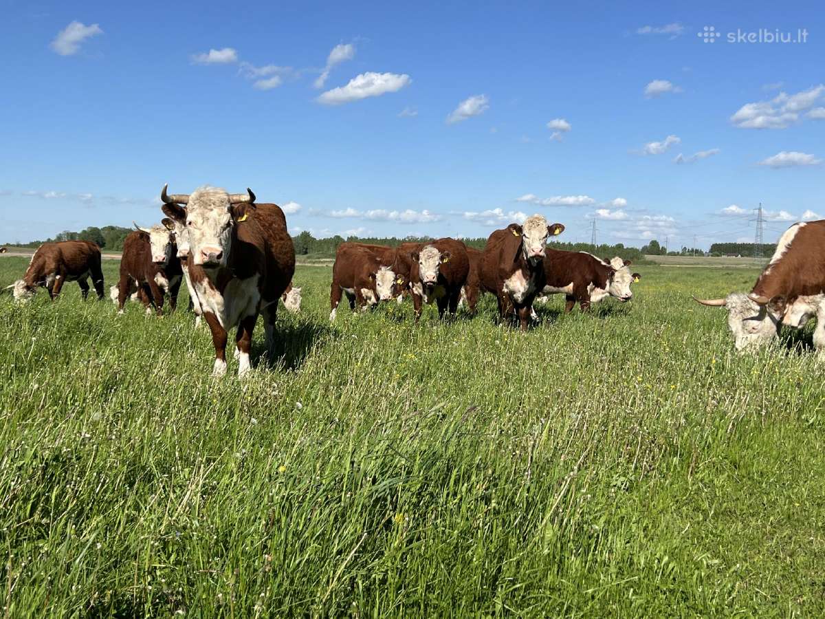 Hereford - nuotraukos Nr. 4