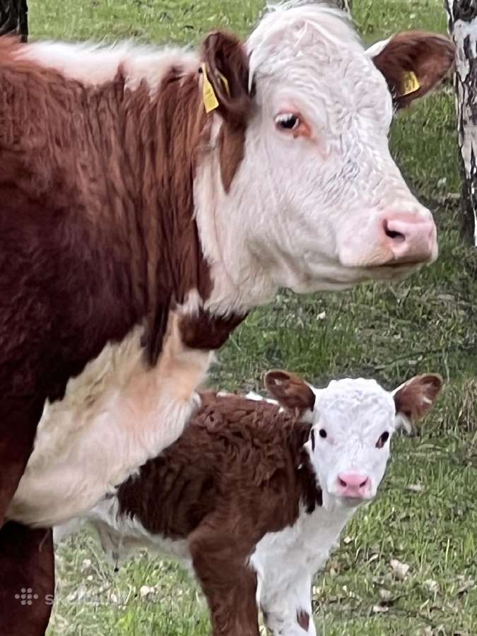Hereford - nuotraukos Nr. 5