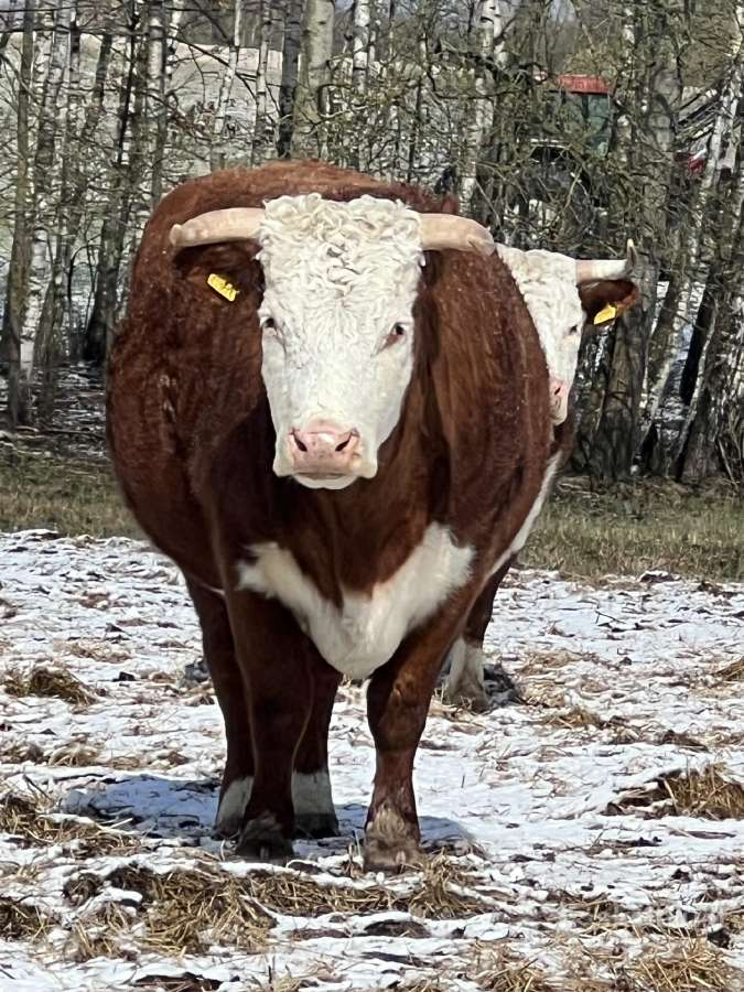Hereford - nuotraukos Nr. 6