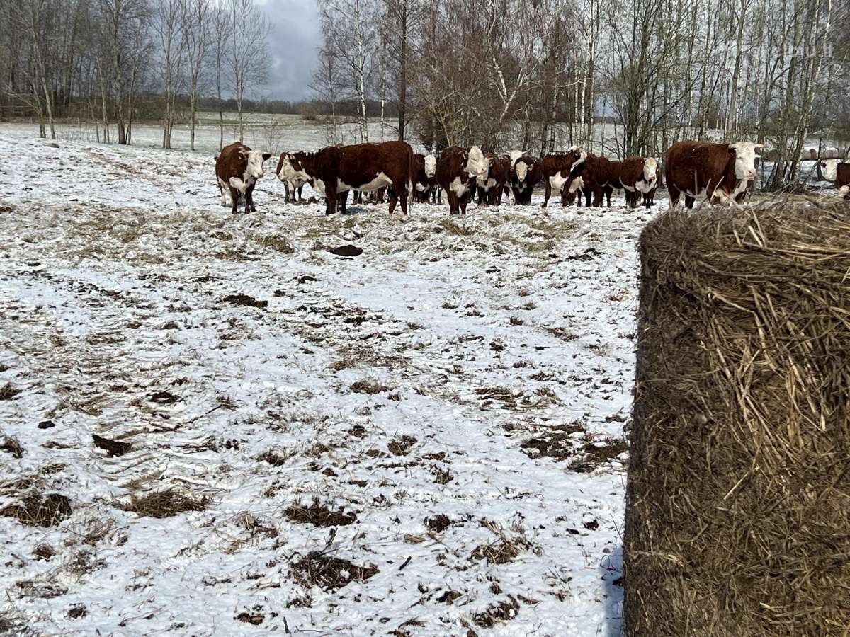 Hereford - nuotraukos Nr. 8
