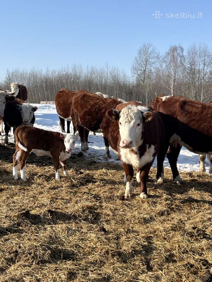 Hereford - nuotraukos Nr. 9