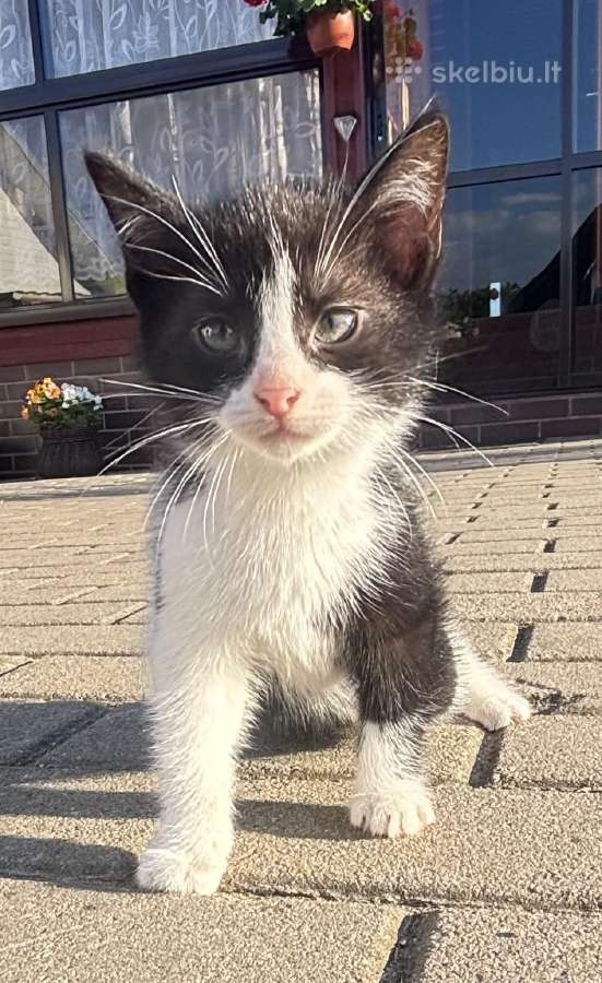 Mielas katinukas ieško naujų namų