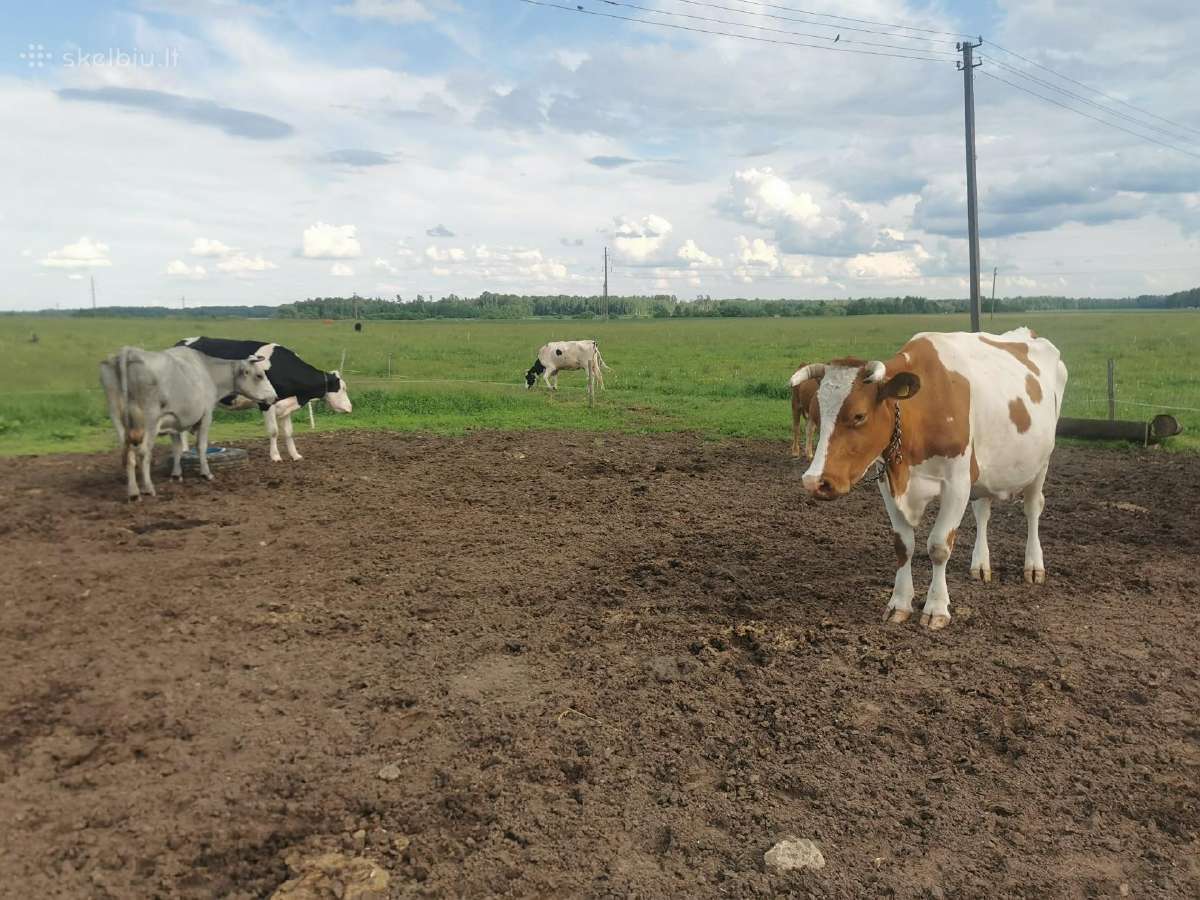 Parduodama karvių banda