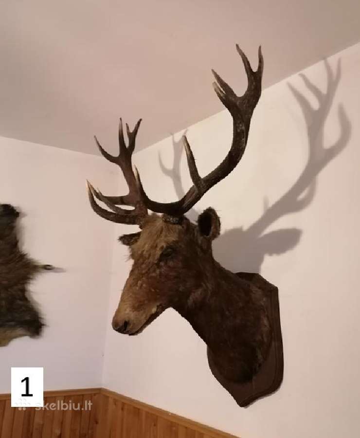 Elnio galvos iškamša, ragai, trofėjai. dekoracijos