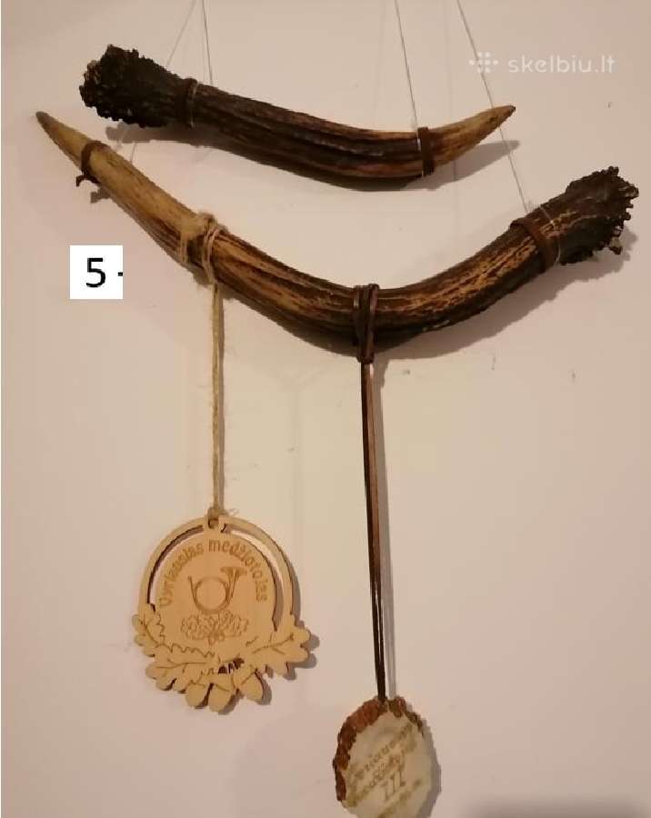 Elnio galvos iškamša, ragai, trofėjai. dekoracijos - nuotraukos Nr. 4