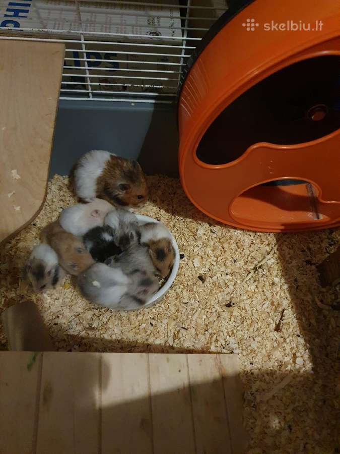 Sirijos žiurkėnai - nuotraukos Nr. 19