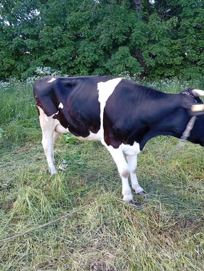 Parduodama jauna ir pieninga pirmaversė juodmargė