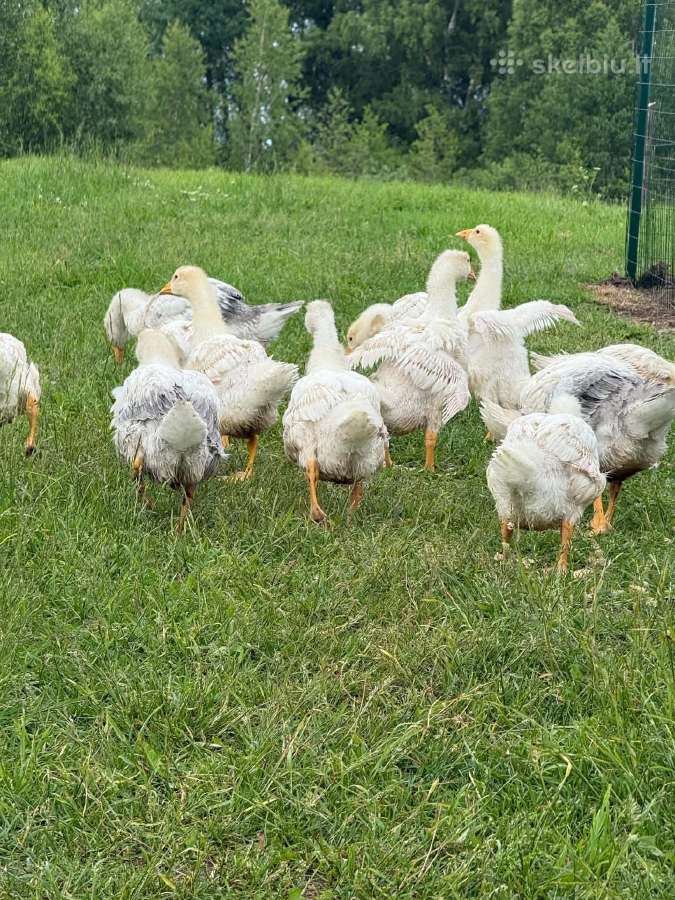 Parduodami žąsiukai