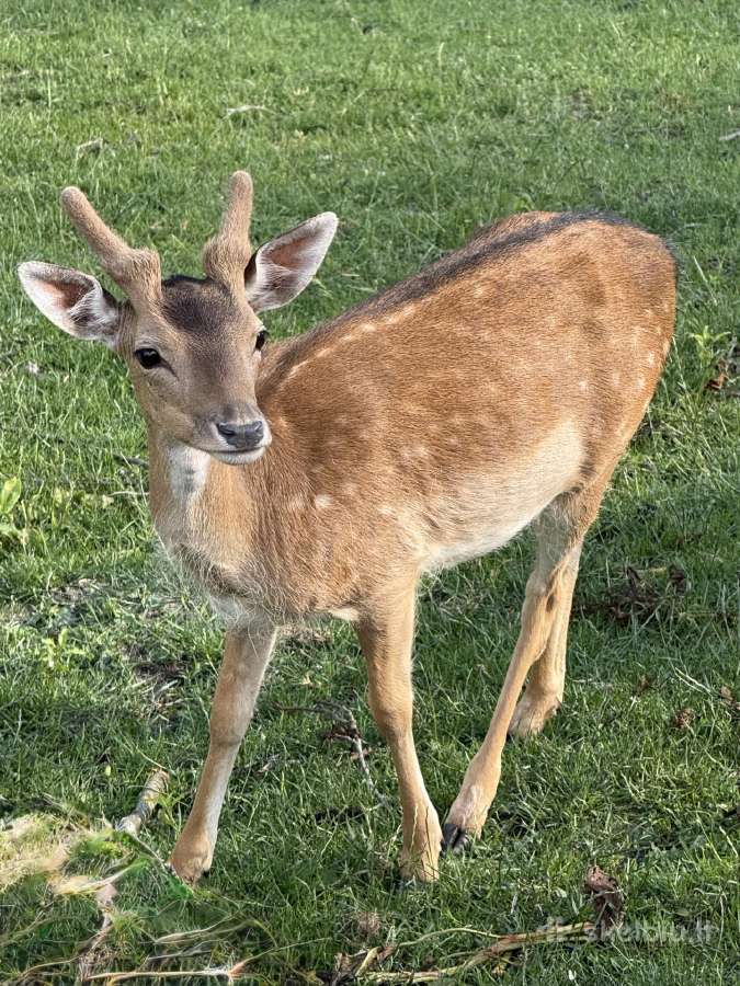 Parduodami antramečiai danielių jaunikliai - nuotraukos Nr. 2