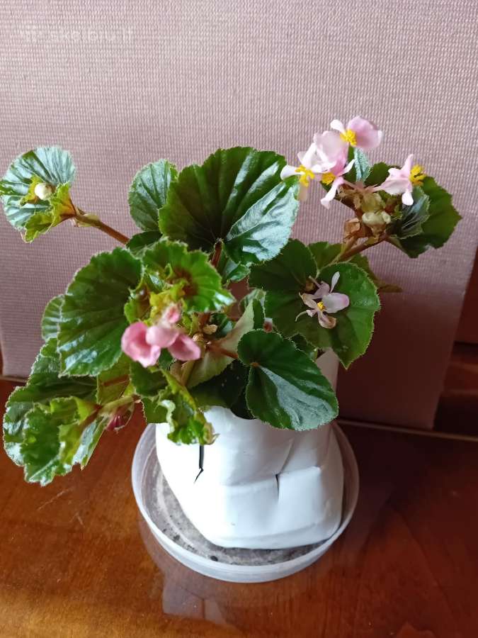 Aukštaūgė begonija