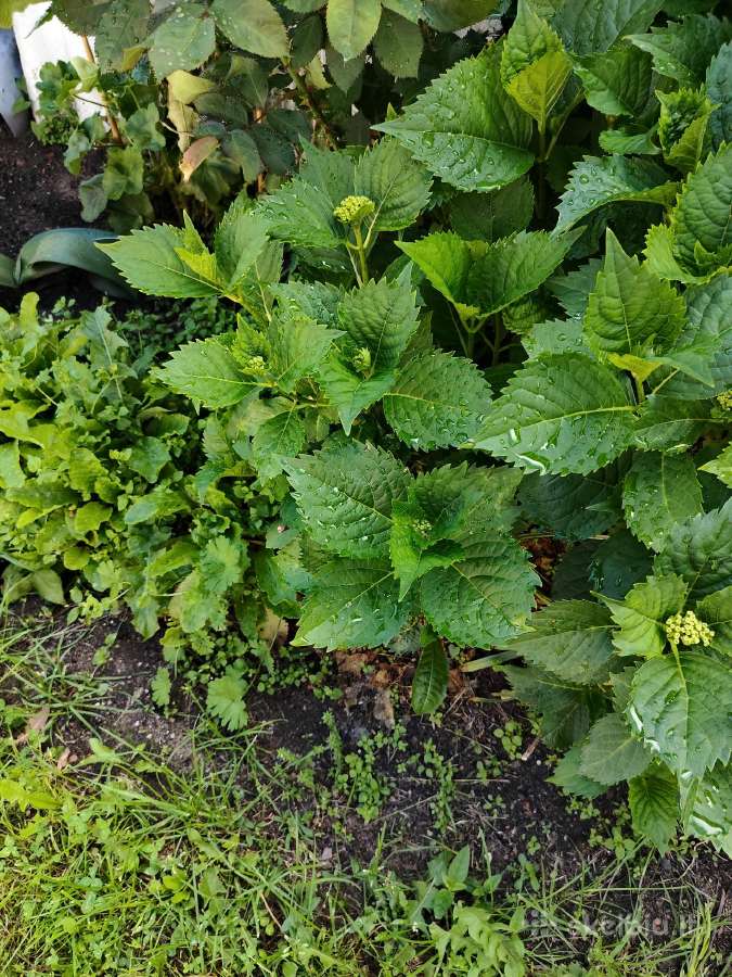 Hortenzija Didžialapė(jaunas krūmas) - nuotraukos Nr. 6
