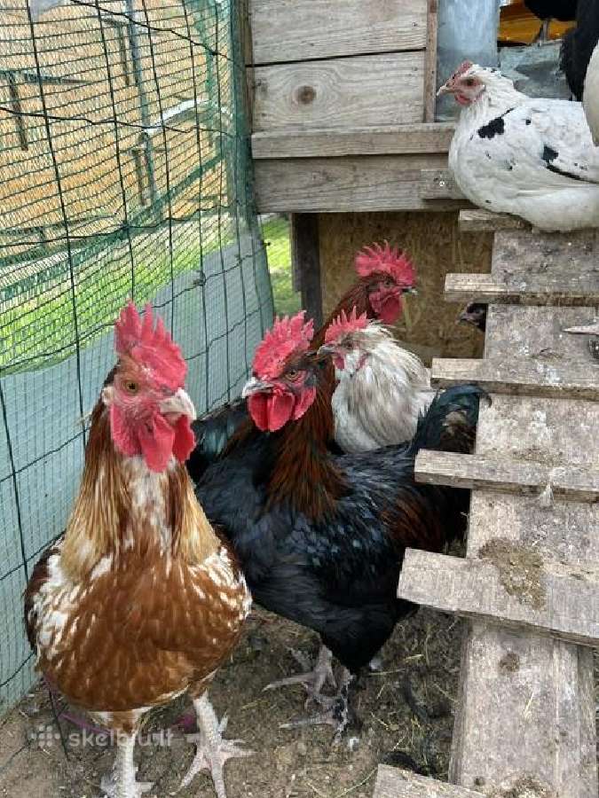 4 men. maranu ir ameraukanu gaidziai