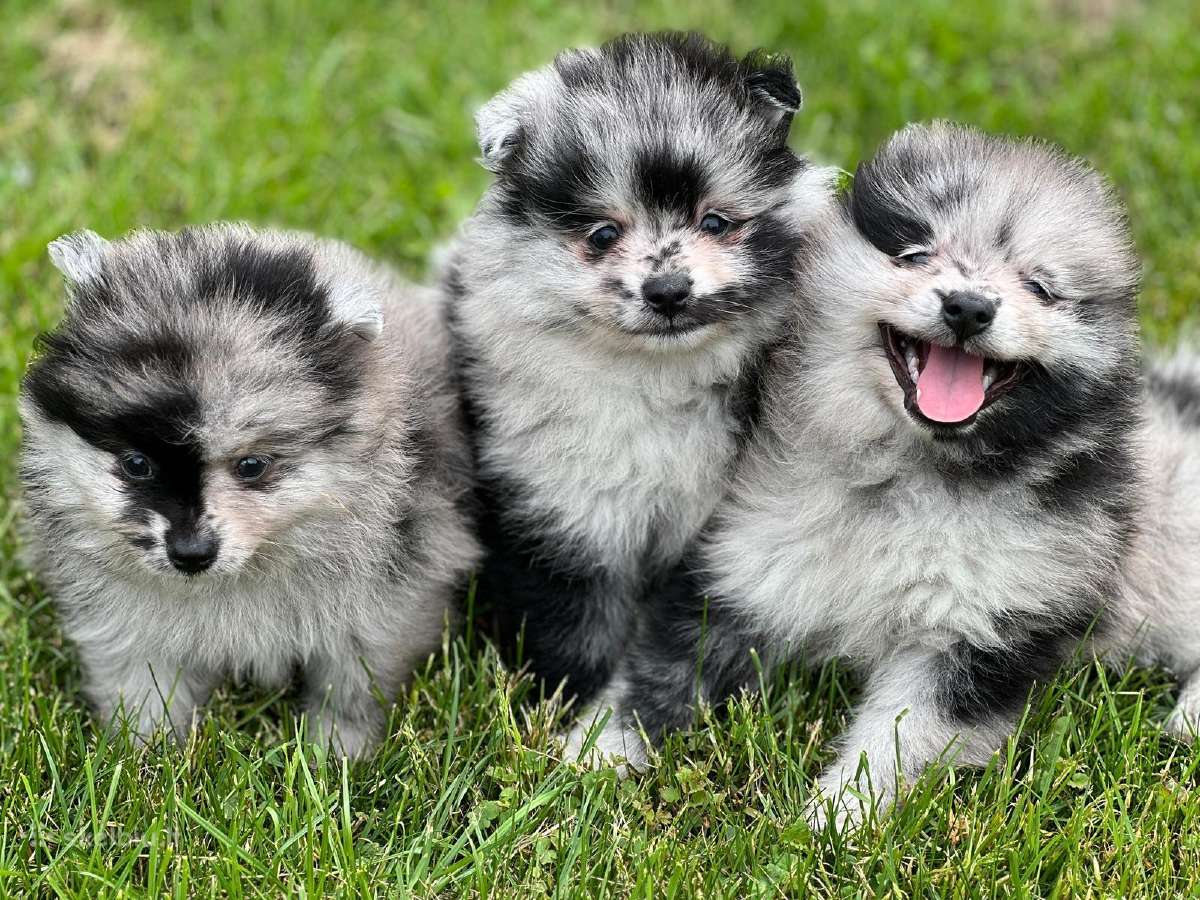 Marmuriniai pomeranijos špiciukai