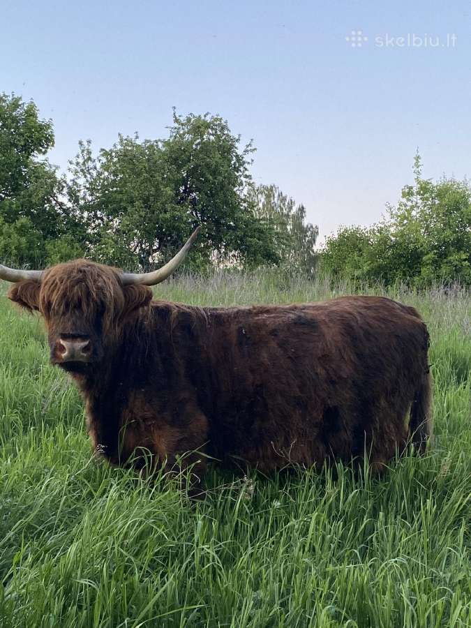 Veršinga Hailendų karvė su kilmės dokumentais