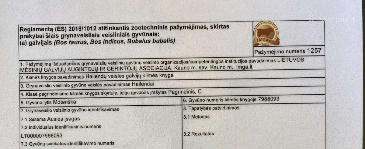 Veršinga Hailendų karvė su kilmės dokumentais - nuotraukos Nr. 2