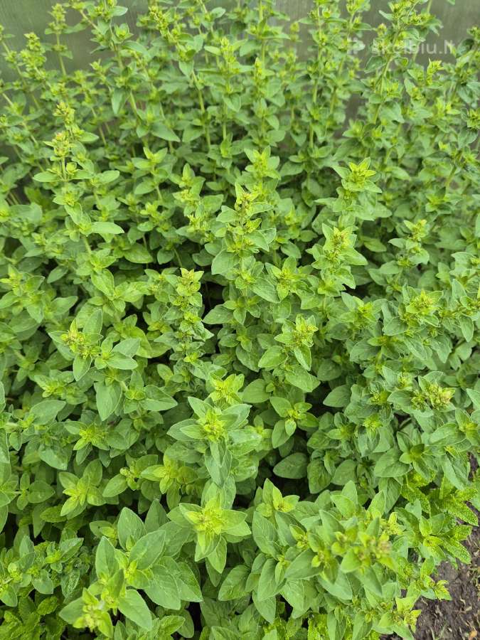 -30% - nuotraukos Nr. 26