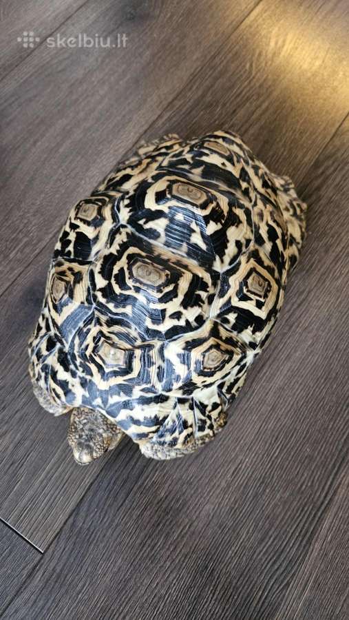 Leopardinis vėžlys