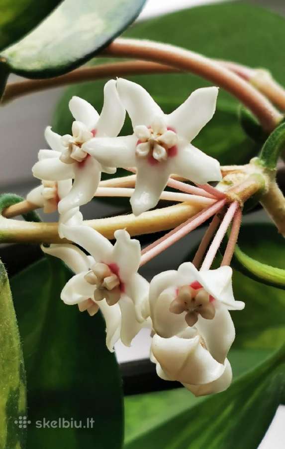 Hoya Australis Lisa - nuotraukos Nr. 2