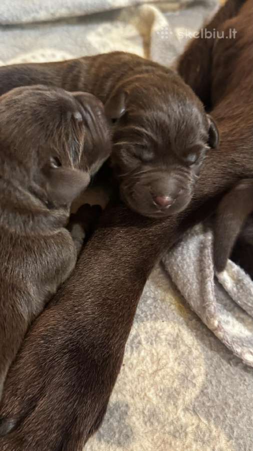 Labradors