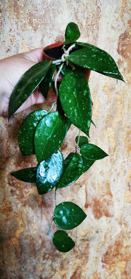 Hoya parasitica black margin