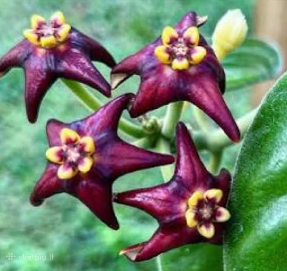 Hoya ciliata