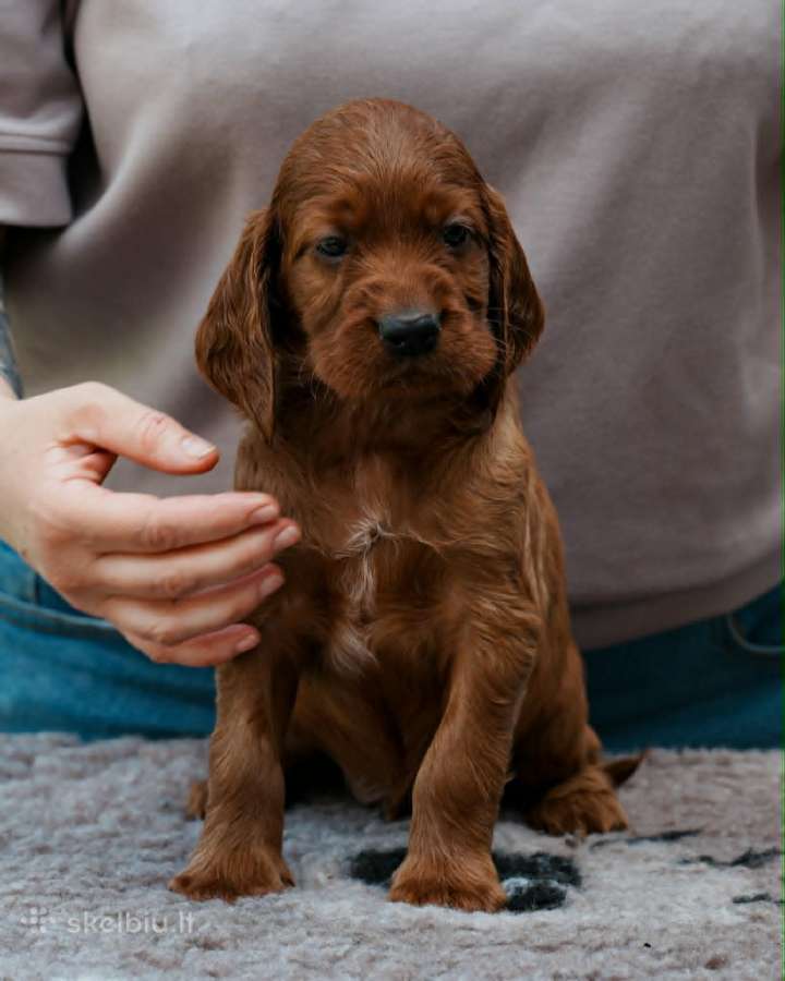Pradedame rezervacija! Airių seterių vada
