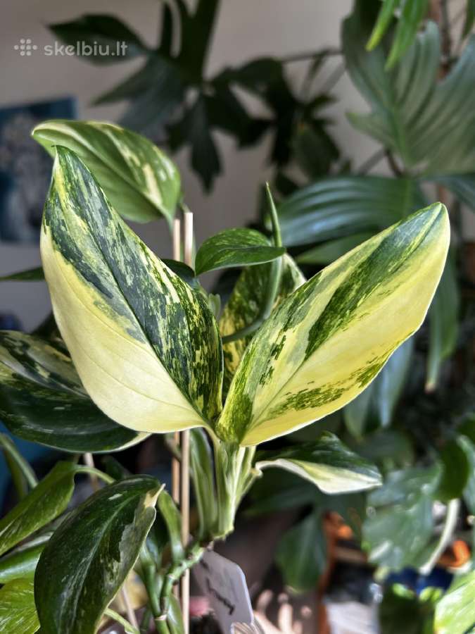 Monstera Standleyana Aurea