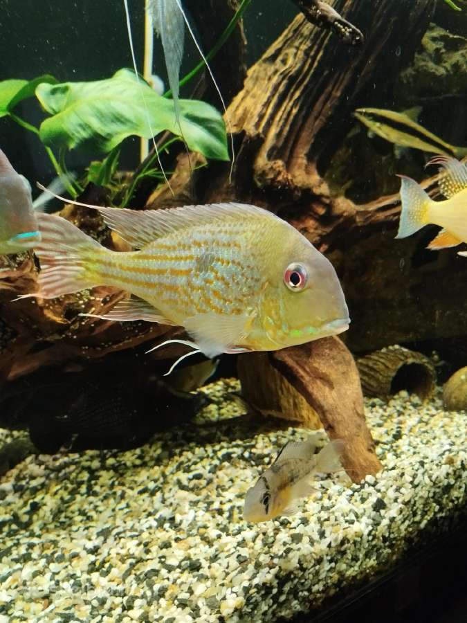 Akvariumo žuvys