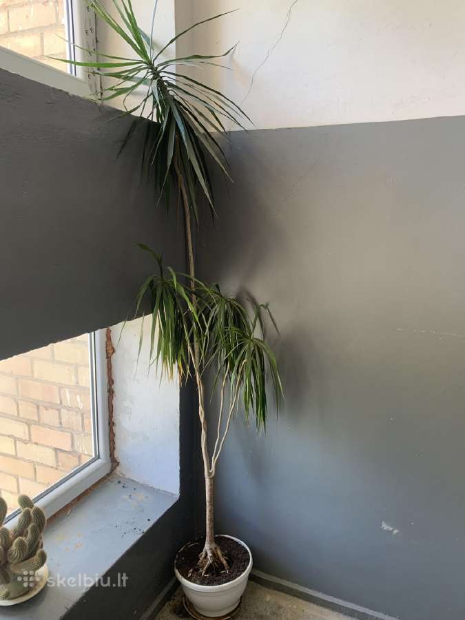 Dracena