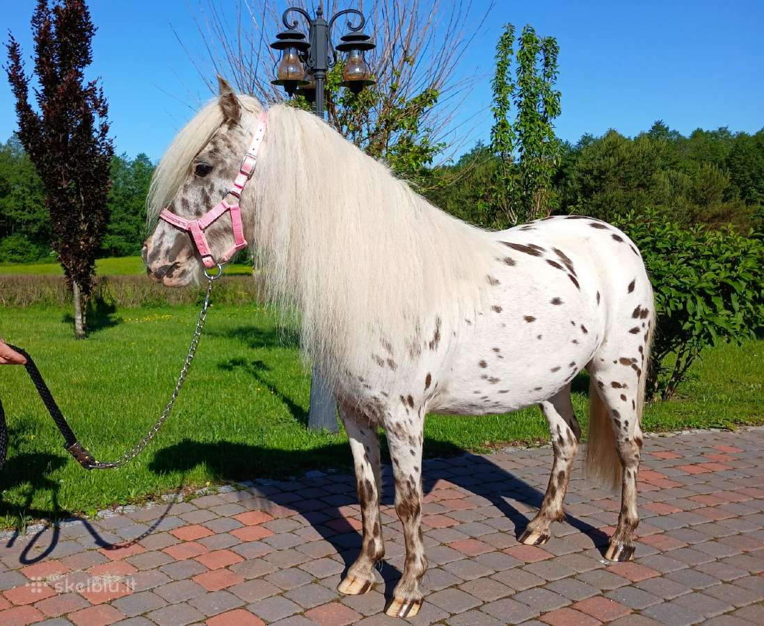 Appaloosa poni kumelaitė