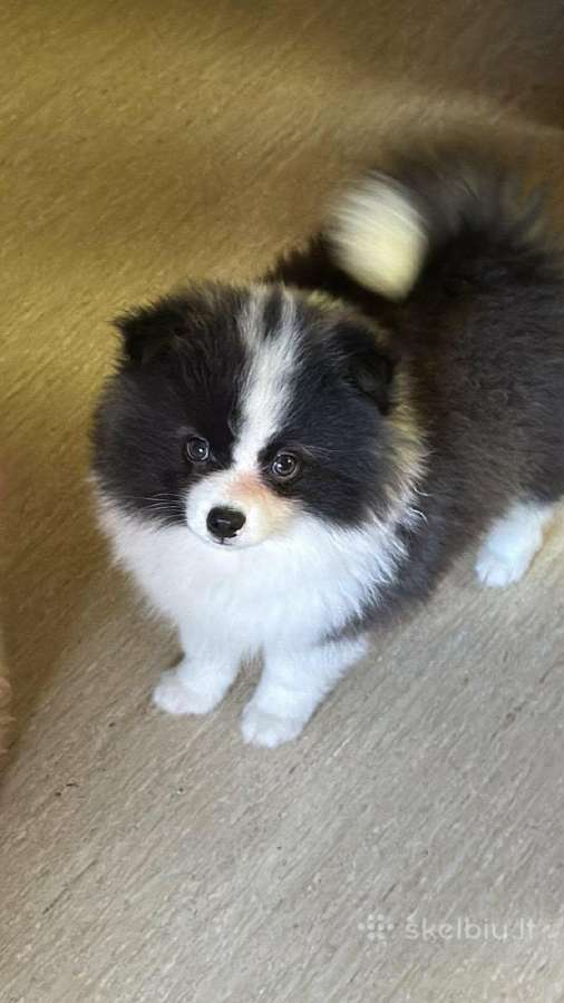 Volfšpicai +Pomeranų špiciukai